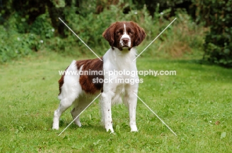 Dutch Partridge dog standing on grass