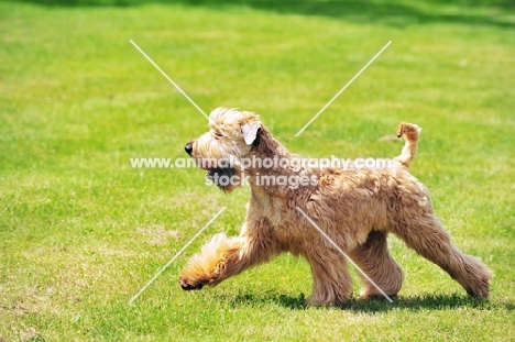 Irish soft coated wheaten terrier retrieving ball