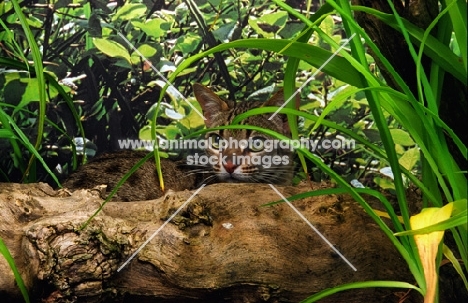 bengal spying behind a log