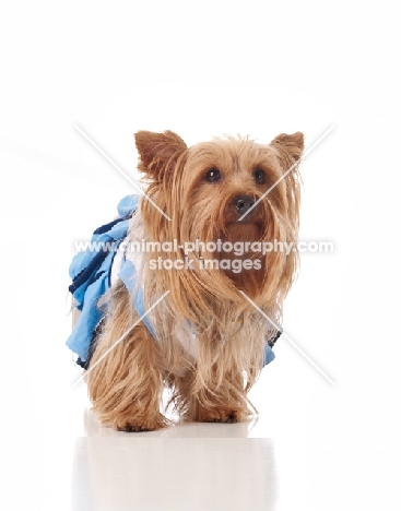 Yorkshire Terrier dressed up