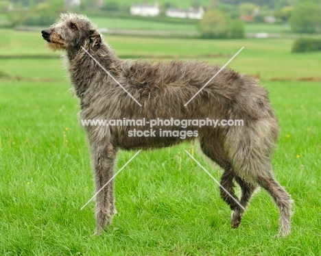 Deerhound side view