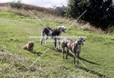 lurcher, greyhound and norfolk terrier on a walk