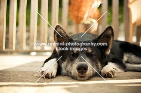 Husky Crossbreed resting