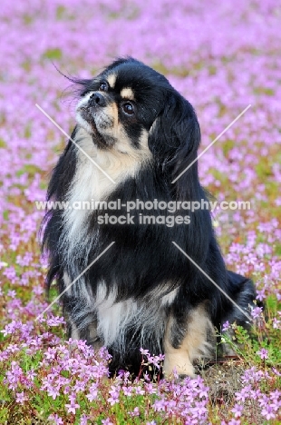 Tibetan Spaniel