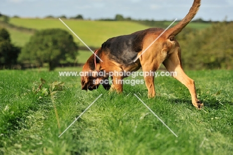 bloodhound tracking across a field in summer