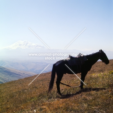 Hobbled Kabardine horse in Caucasus mountains, mt Elbruz in background