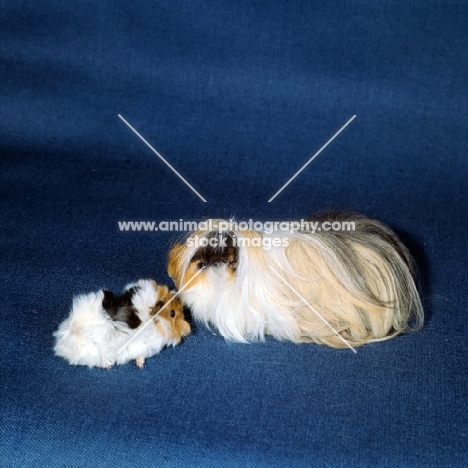 peruvian guinea pig with an abyssinian baby, tortoiseshell and white