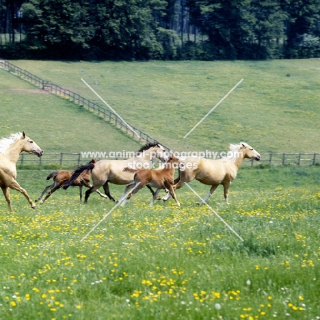 group of palomino, dun and chestnut horses (unknown breed) and foals cantering