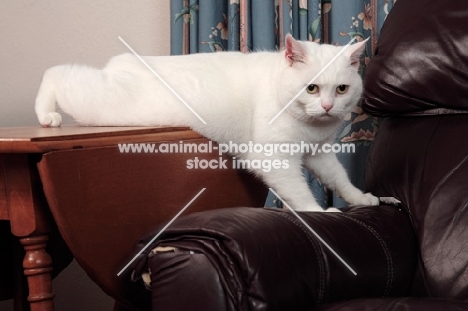 white Manx cat climbing onto chair