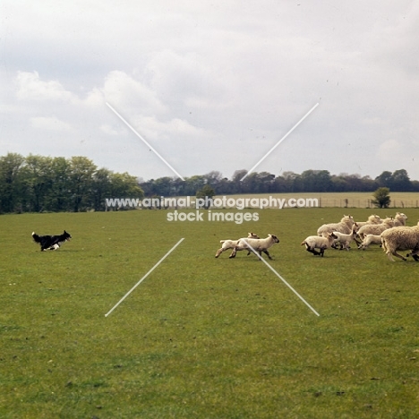 border collie working sheep