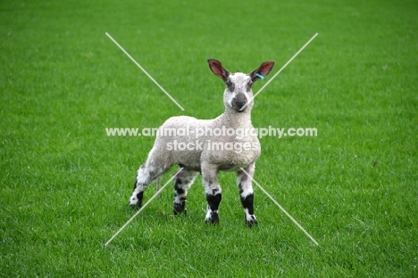Bluefaced Leicester lamb
