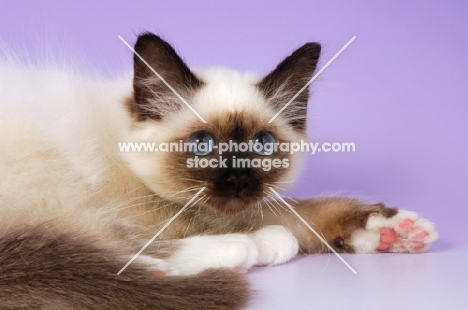 young seal point birman kitten