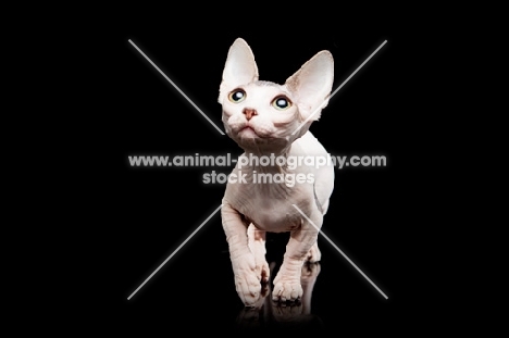 hairless Bambino cat on black background