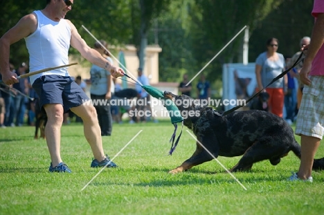 Harlequin Beauceron attacking