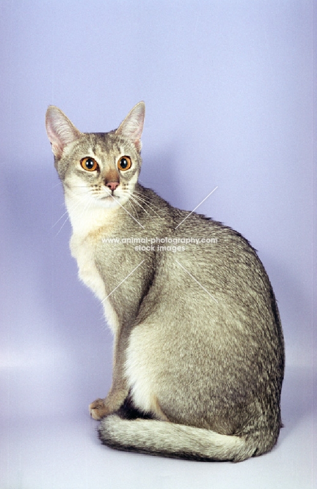 blue silver Abyssinian sitting on purple background