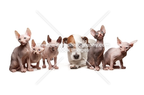 jack russell terrier with Sphynx kittens