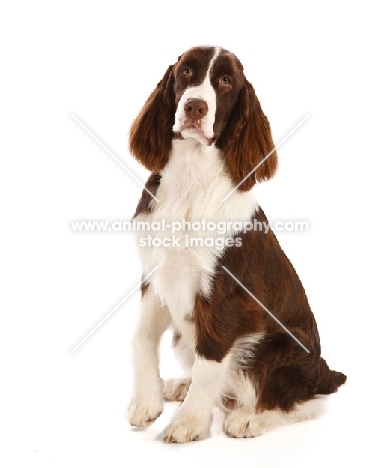 English Springer Spaniel sitting in studio