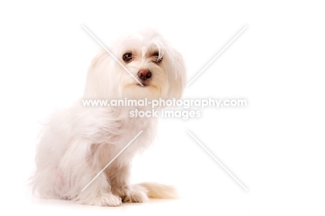 White Chihuahua cross Yorkshire Terrier, Chorkie, isolated on a white background