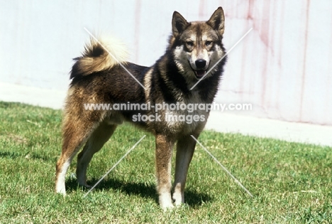 gsuk, siberian laika looking at camera