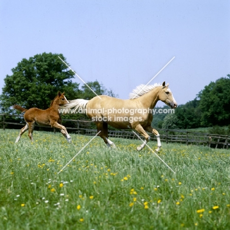 palomino mare and chestnut foal cantering in field of flowers