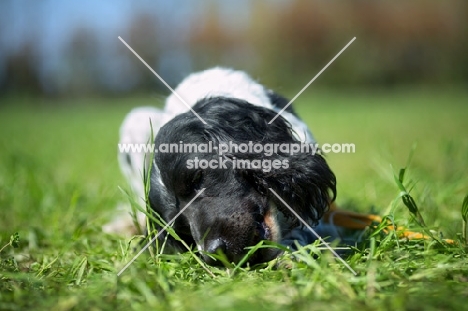Black and white springer spaniel chewing in the grass