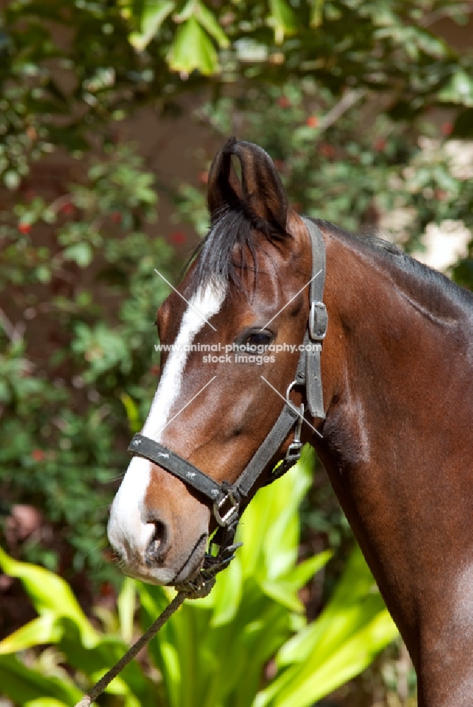 bay marwari mare portrait