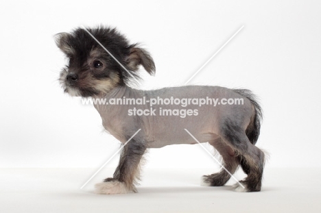 Chinese Crested puppy, side view on white background