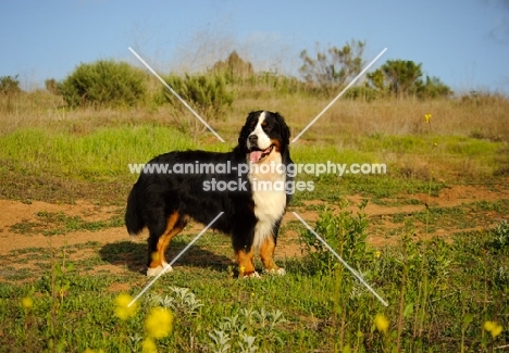 Bernese Mountain Dog (aka Berner Sennenhund) in field
