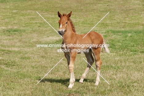 One Suffolk punch foal in green field