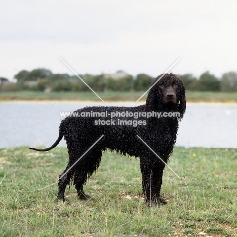 wet irish water spaniel