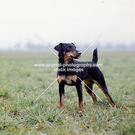 ger ch ethel vom alderhorst,  german hunt terrier standing in misty filed