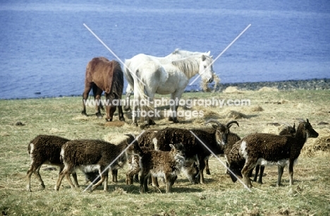soay sheep on holy island with eriskay ponies