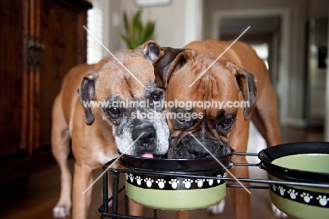 boxers drinking from water bowl together