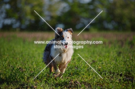 happy blue merle australian shepherd running free in a field