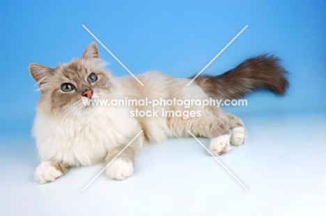 blue tabby point birman cat lying down