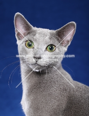 Russian Blue portrait