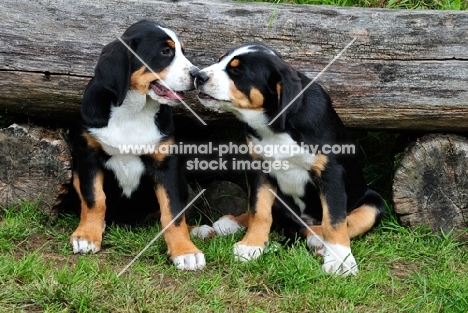 Great Swiss Mountain dog puppies