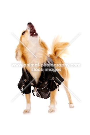 Long Haired Chihuahua isolated on a white background wearing a leather jacket