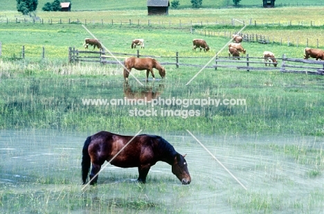 noric horse drinking water in austria