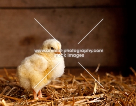 cornish cross chick