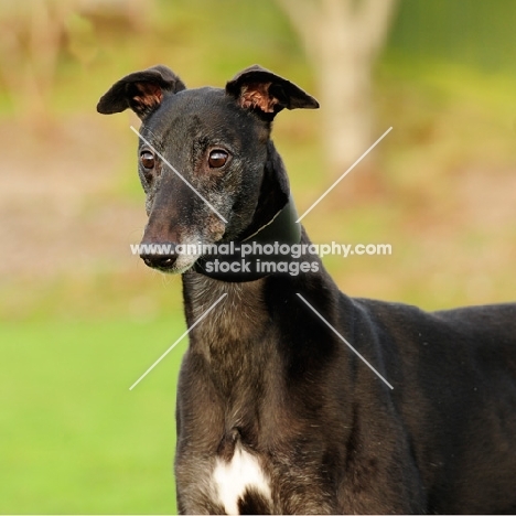 black greyhound