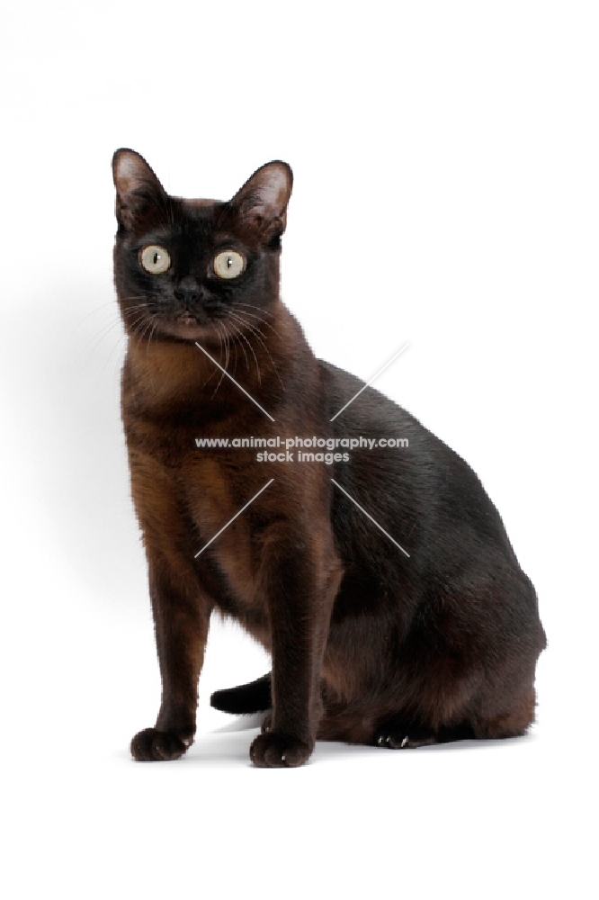 sable Burmese cat on white background, sitting down
