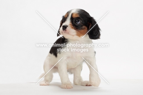 cute Cavalier King Charles Spaniel puppy on white background