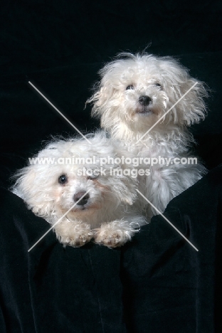 two cute Bichon Frise puppies