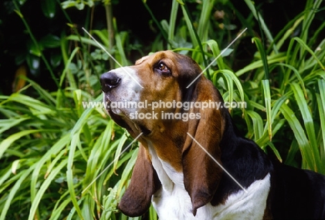 champion basset hound portrait