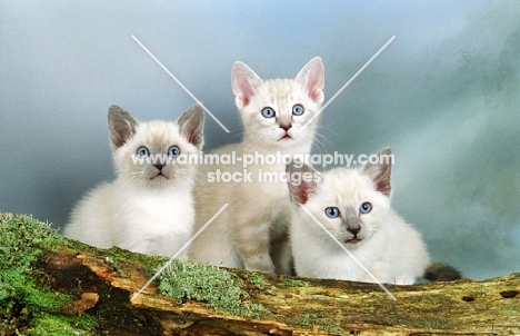 three snowshoe kittens near a log