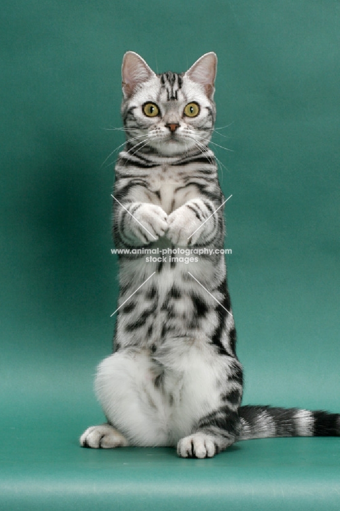 American Shorthair, Silver Classic Tabby, front view on hind legs