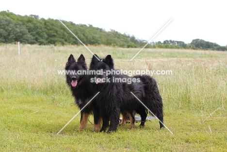 two old german sheepdogs