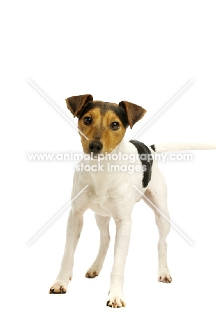 Jack Russell isolated on a white background