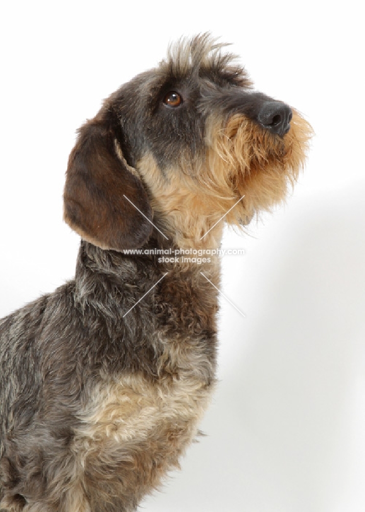 Wirehaired Dachshund on white background, looking up